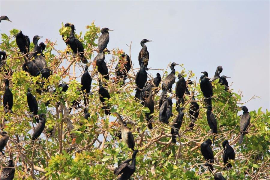 o-svay-community tourism.jpg