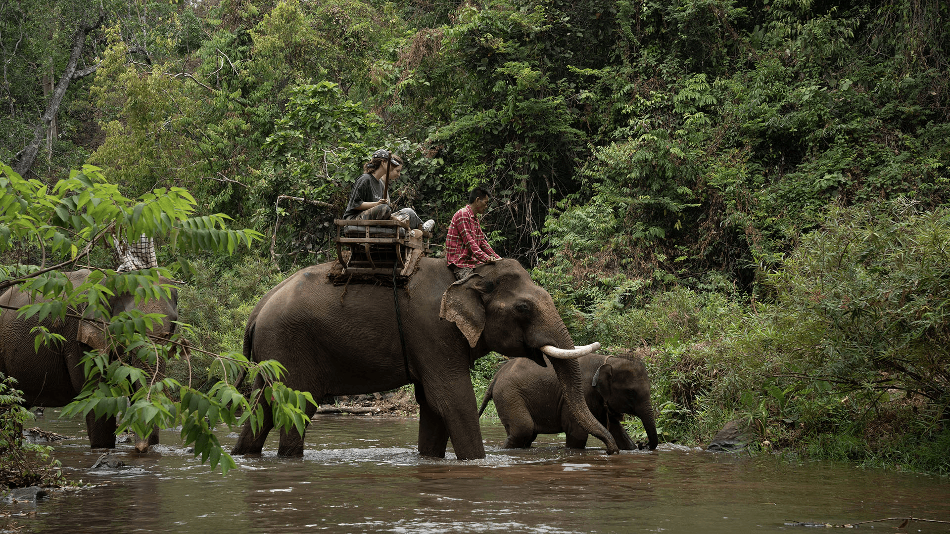 Airavata Elephant Foundation.png