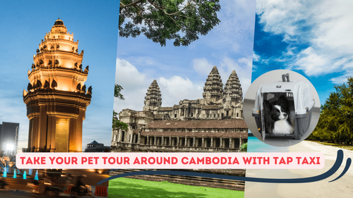 small_Take Your Pet Tour Around Cambodia with Tap Taxi.png